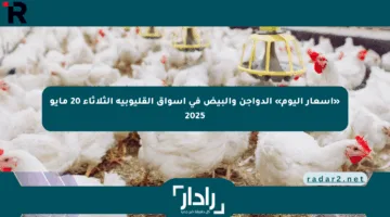 «أسعار اليوم» الدواجن والبيض في أسواق القليوبية الثلاثاء 20 مايو 2025